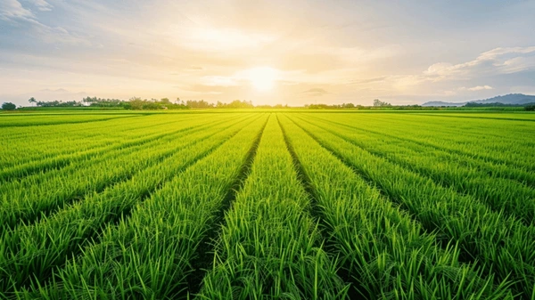 Vaishnavi Agro Industry